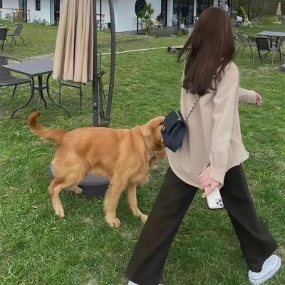鬼马小精灵:新生报到